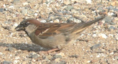 Black-Sparrow.jpg, 35kB