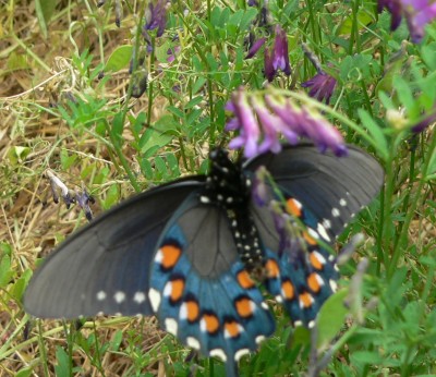 Butterfly.jpg, 56kB