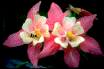 bee2.gif This well done graphic is not mime