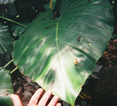 PHILODENDRON.JPG, 98 kB