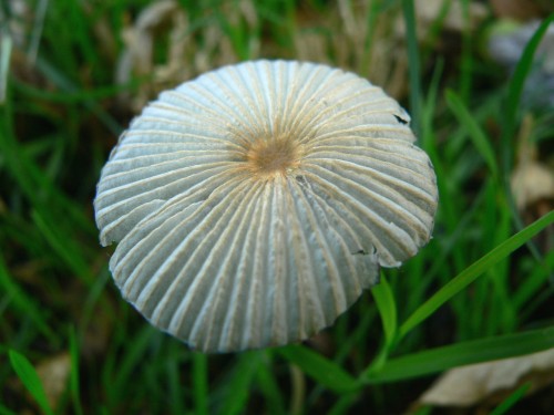 MushroomTop8.jpg, 42kB