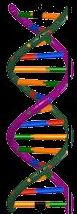 DNA_1.jpg, 7 kB