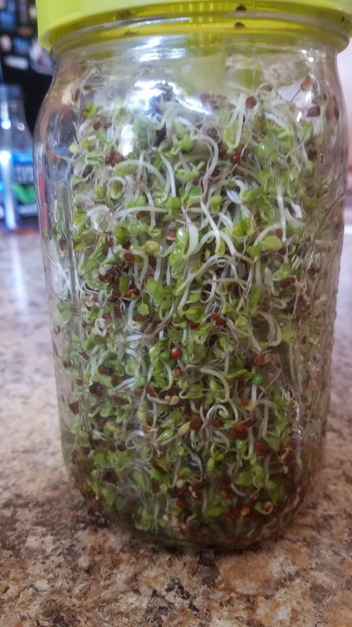 Sprouts20190731_135317-Day5.jpg, 102kB