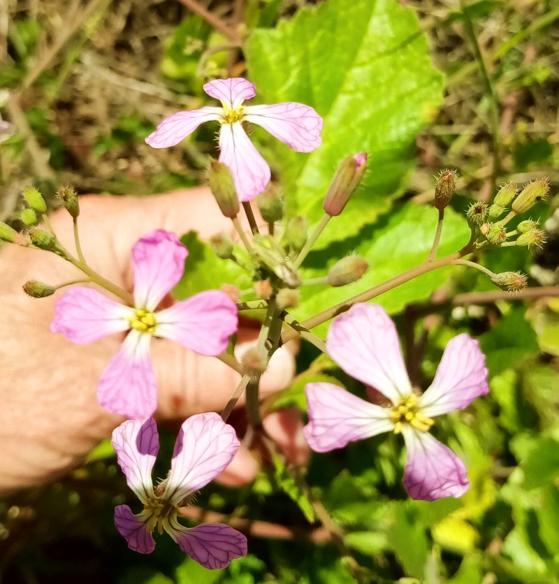 IMG_20240627_12-Radish.jpg, 125kB