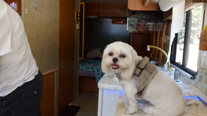 IMG_20250820_CallieCounter.jpg, 53kB