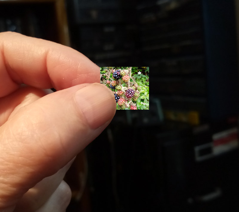 IMG_20250904_ItsyBitsy.jpg, 72kB