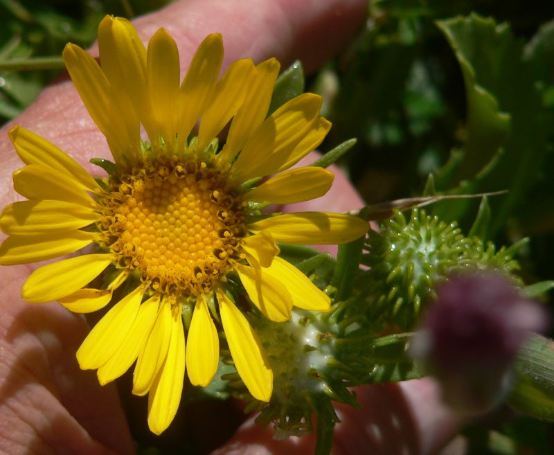 P1360469GumWeed.jpg, 80kB