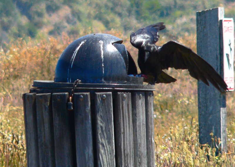 P1360505Crow.jpg, 95kB