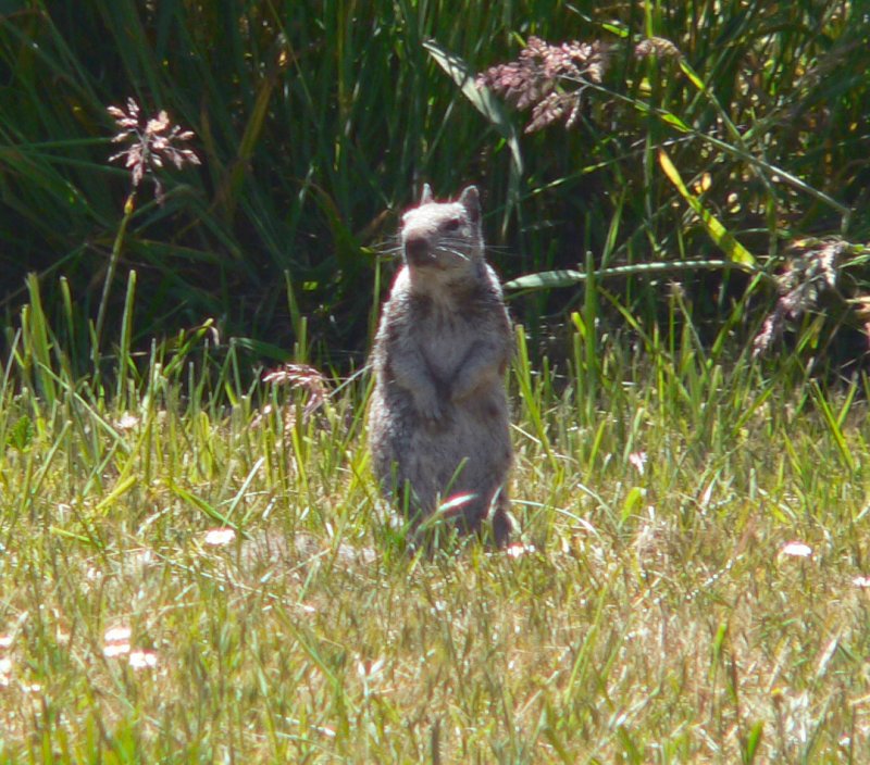 P1360581Squirrl.jpg, 141kB