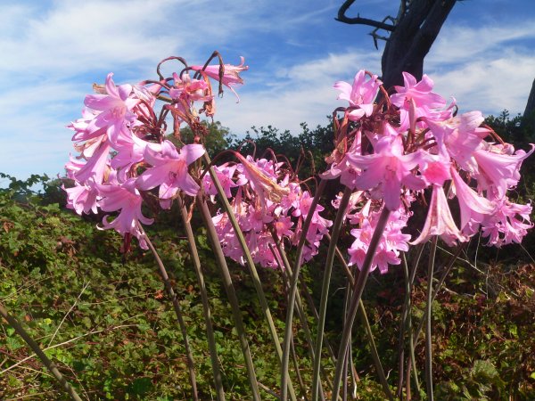 P1360663-PinkFlowers.jpg, 90kB