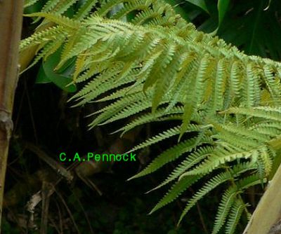 TreeFern2009DECFonds.jpg, 31 kB