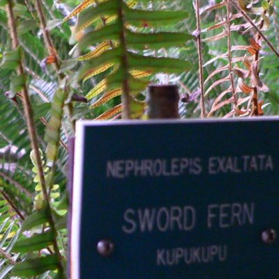 SwordFern2009DEC.jpg, 33 kB