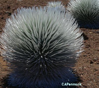 SILVERSWORD.JPG, 44 kB