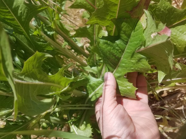 ChicoryLeaves20170514i.jpg, 79kB