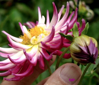 genus DAHLIA