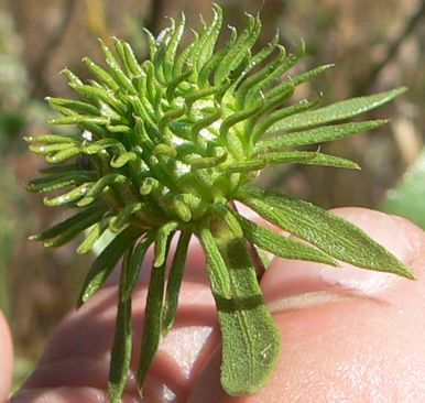 GUMPLANTgrindelia.JPG, 32 kB