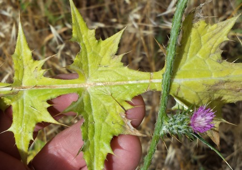 20160521PurpThistle.jpg, 57kB