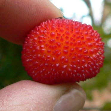 StrawBerryFruit091122.jpg, 21 kB