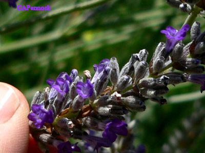 LAVENDER0807.JPG, 25 kB