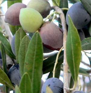 OLIVES20071205.JPG, 23 kB