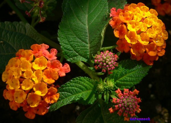 LANTANAS GOLD CAMARA 2007.08.21