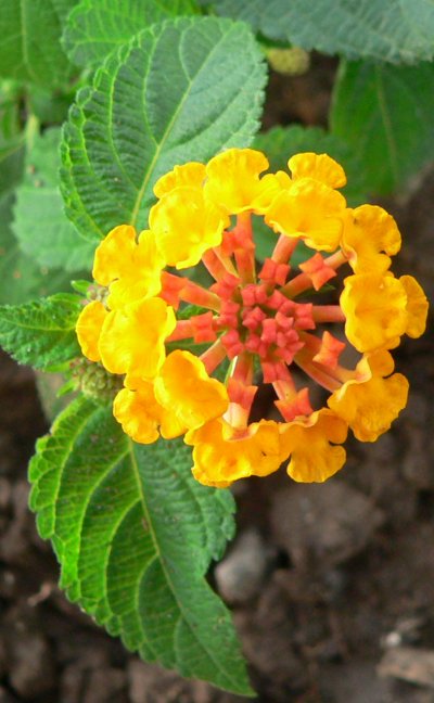 LANTANA20070701