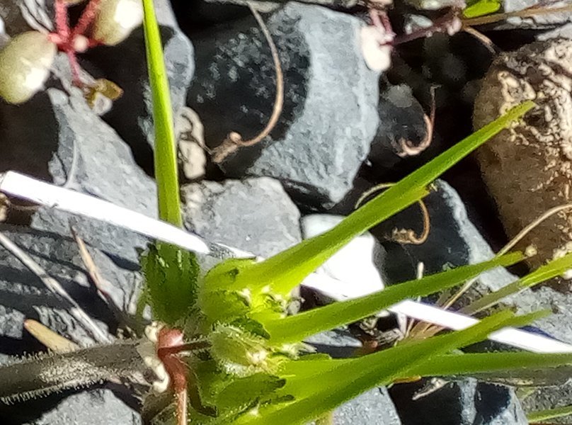 IMG_20240313_114545StorksBill.jpg, 122kB