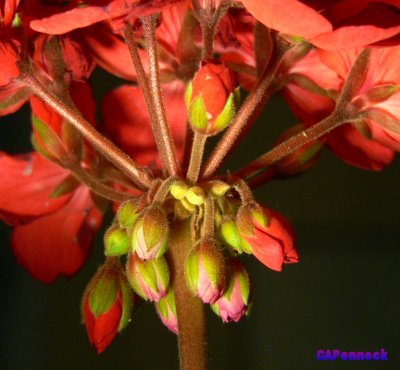 Buds of Pelargonium