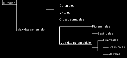 Map-MalvidaeOnly.gif, 3.1kB