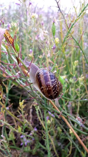 RadishSnail-20150629_07.jpg, 47kB