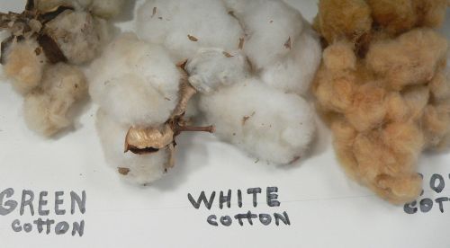 Cotton.jpg, 19 kB