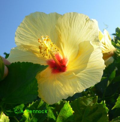 HIBISCUS2009DEC.jpg, 25 kB