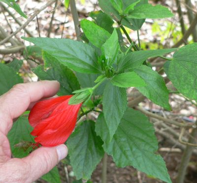 Hibiscus2009DECf.jpg, 31 kB