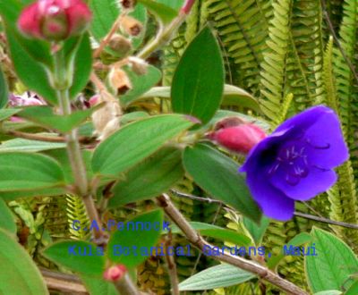 Tibouchina2009DECF.jpg, 32 kB