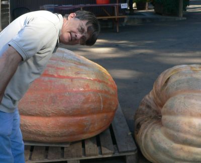 Pumpkins.jpg, 20 kB