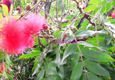 Calliandra2009DEC.jpg, 35 kB