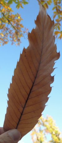 LEAF.JPG, 16 kB