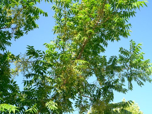 20070531 (may) Small tree at my house in Chico