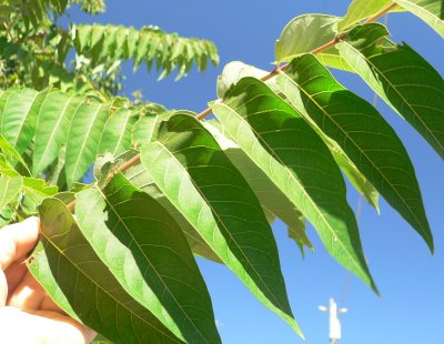 OLD BLACK WALNUT