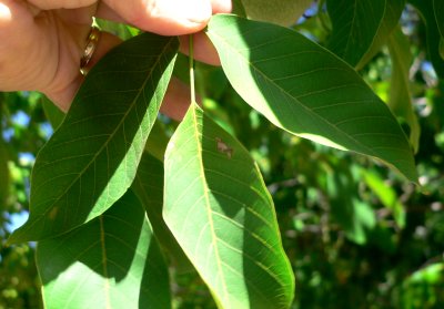 English walnut 2007.08.05