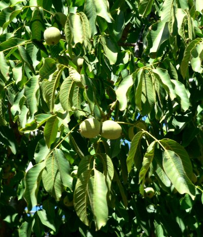 English walnut 2007.08.05 CHICO,CA Windy day with leaves turned backwards