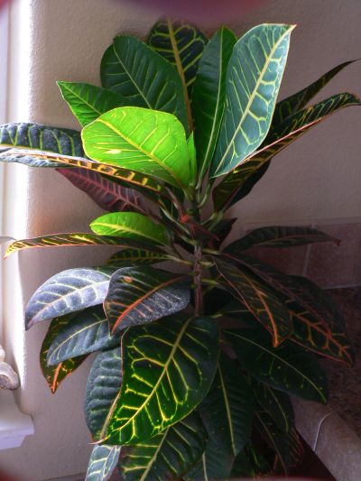 Croton.jpg, 42 kB