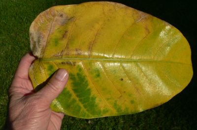 FicusBanLeaf.jpg, 19 kB