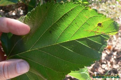 MULBERRYLEAF20070915.JPG