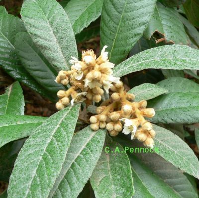 Loquat091122.jpg, 43 kB