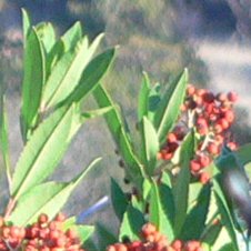 TOYON.JPG, 15 kB