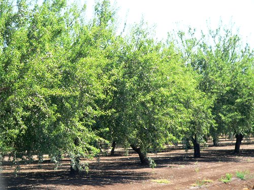 My wife worked hard in this orchard; putting smug pots out, and harvesting...