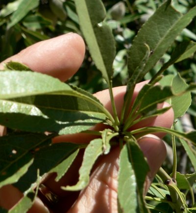 LEAVES