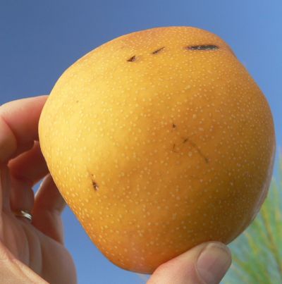 AsianPear.jpg, 19 kB