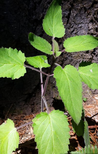 Nettle-20150704_105810.jpg, 70kB